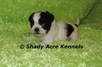 Pinther, a male Shih Tzu for sale in Macon, GA – 5 of 5