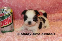 Pimela, a female Shih Tzu for sale in Macon, GA – 6 of 8
