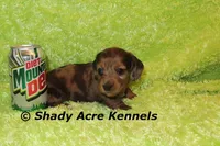 Long Coat Dapple Yamaha, a male Miniature Dachshund for sale in Macon, GA – 5 of 8