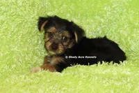 AKC Budges, a male Yorkshire Terrier for sale in Macon, GA – 7 of 8