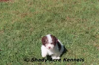AKC Choc. Regent, a male Havanese for sale in Macon, GA – Photo 10 of 10