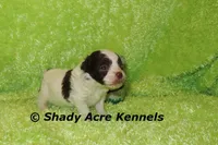 Choc. Regent-Ready 3-13-AKC registration available, a male Havanese for sale in Macon, GA – Photo 5 of 8