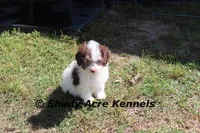 AKC Choc. Regent, a male Havanese for sale in Macon, GA – Photo 8 of 10
