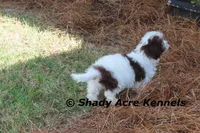 AKC Choc. Regent, a male Havanese for sale in Macon, GA – Photo 4 of 10