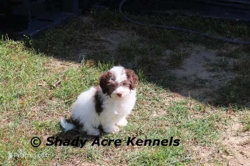 AKC Choc. Regent – Havanese puppy for sale in Macon, GA
