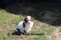 AKC Choc. Regent, a male Havanese for sale in Macon, GA – Photo 1 of 10