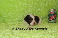 Choc. Regent-Ready 3-13-AKC registration available, a male Havanese for sale in Macon, GA – Photo 8 of 8