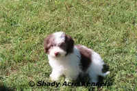 AKC Choc. Regent, a male Havanese for sale in Macon, GA – Photo 5 of 10
