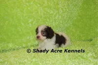Choc. Regent, a male Havanese for sale in Macon, GA – Photo 6 of 6