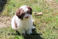 AKC Choc. Regent, a male Havanese for sale in Macon, GA – Photo 7 of 10