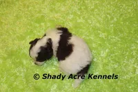 Choc. Regent-Ready 3-13-AKC registration available, a male Havanese for sale in Macon, GA – Photo 4 of 8