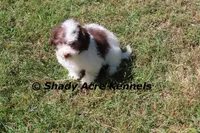 AKC Choc. Regent, a male Havanese for sale in Macon, GA – Photo 6 of 10