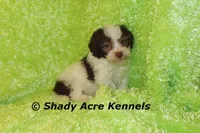 Choc. Regent, a male Havanese for sale in Macon, GA – Photo 2 of 6