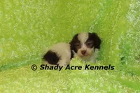 Choc. Regent, a male Havanese for sale in Macon, GA – Photo 5 of 6