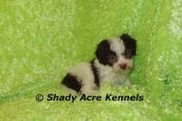 Choc. Regent, a male Havanese for sale in Macon, GA – Photo 3 of 6