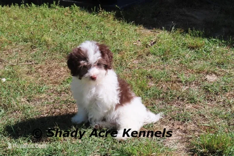 AKC Choc. Regent – Havanese puppy for sale in Macon, GA