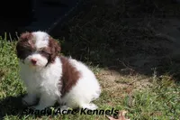 AKC Choc. Regent, a male Havanese for sale in Macon, GA – Photo 2 of 10