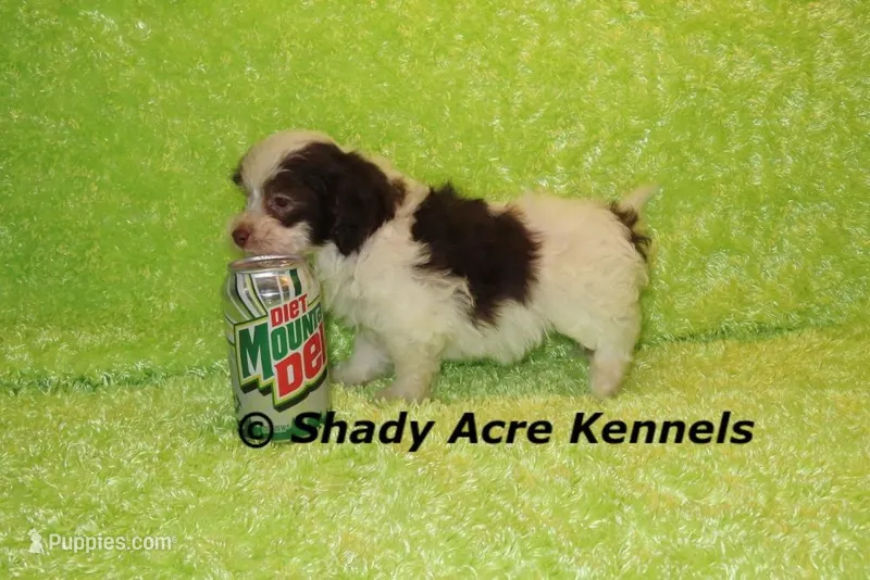 Choc. Regent-Ready 3-13-AKC registration available – Havanese puppy for sale in Macon, GA