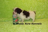 Choc. Regent, a male Havanese for sale in Macon, GA – Photo 1 of 6