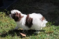 AKC Choc. Regent, a male Havanese for sale in Macon, GA – Photo 3 of 10