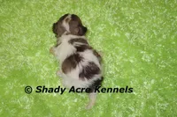 Choc. Reckford-Ready 3-13-AKC registration available, a male Havanese for sale in Macon, GA – Photo 9 of 10