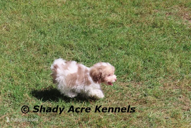 AKC AMBER EYES Choc. Reckford – Havanese puppy for sale in Macon, GA