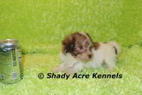 AMBER EYES Choc. Reckford-Ready 3-13-AKC registration available, a male Havanese for sale in Macon, GA – Photo 7 of 10