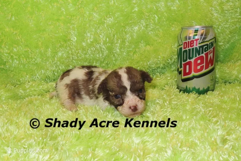 Choc. Reckford-Ready 3-13-AKC registration available