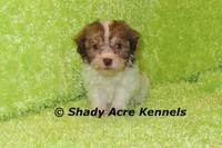 AMBER EYES Choc. Reckford-Ready 3-13-AKC registration available, a male Havanese for sale in Macon, GA – Photo 4 of 10