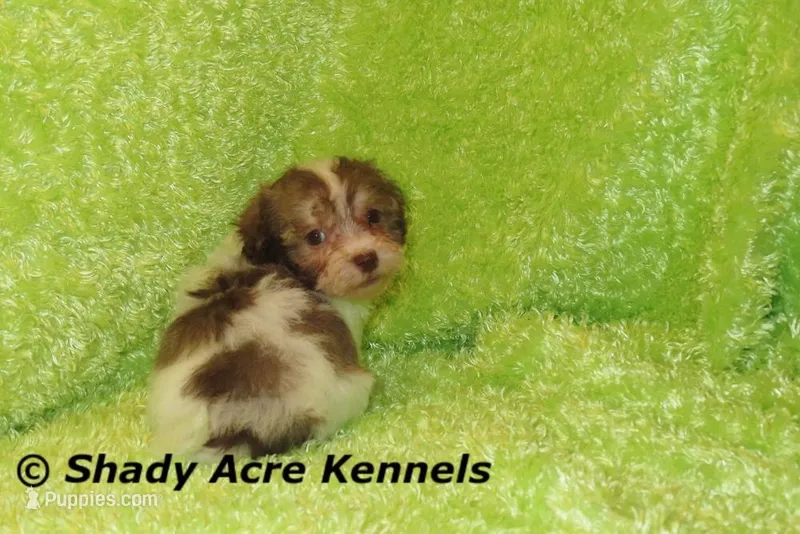 AMBER EYES Choc. Reckford-Ready 3-13-AKC registration available – Havanese puppy for sale in Macon, GA