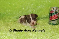 Choc. Reckford-Ready 3-13-AKC registration available, a male Havanese for sale in Macon, GA – Photo 8 of 10