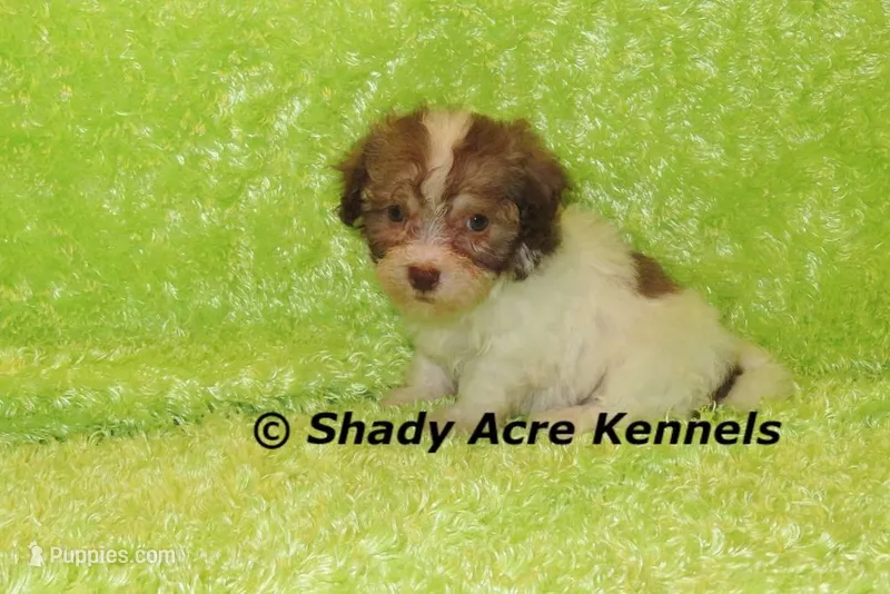 AMBER EYES Choc. Reckford – Havanese puppy for sale in Macon, GA