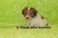 AMBER EYES Choc. Reckford-Ready 3-13-AKC registration available, a male Havanese for sale in Macon, GA – Photo 9 of 10