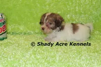AMBER EYES Choc. Reckford-Ready 3-13-AKC registration available, a male Havanese for sale in Macon, GA – Photo 3 of 10