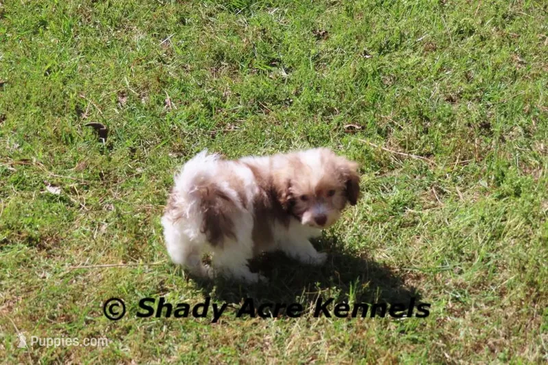 AKC AMBER EYES Choc. Reckford – Havanese puppy for sale in Macon, GA