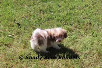 AKC AMBER EYES Choc. Reckford, a male Havanese for sale in Macon, GA – Photo 1 of 9