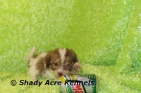 AMBER EYES Choc. Reckford-Ready 3-13-AKC registration available, a male Havanese for sale in Macon, GA – Photo 5 of 10