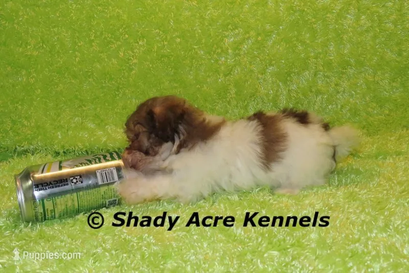 AMBER EYES Choc. Reckford – Havanese puppy for sale in Macon, GA