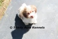 AKC AMBER EYES Choc. Reckford, a male Havanese for sale in Macon, GA – Photo 2 of 9