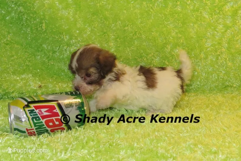 Choc. Reckford-Ready 3-13-AKC registration available