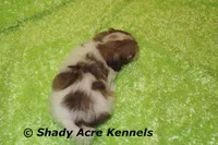 AMBER EYES Choc. Reckford-Ready 3-13-AKC registration available, a male Havanese for sale in Macon, GA – Photo 2 of 10