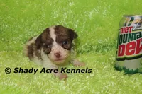 Choc. Reckford-Ready 3-13-AKC registration available, a male Havanese for sale in Macon, GA – Photo 7 of 10