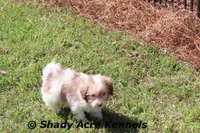 AKC AMBER EYES Choc. Reckford, a male Havanese for sale in Macon, GA – Photo 8 of 9