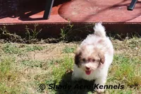 AKC AMBER EYES Choc. Reckford, a male Havanese for sale in Macon, GA – Photo 3 of 9