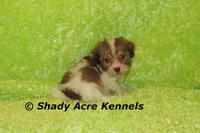 AMBER EYES Choc. Reckford-Ready 3-13-AKC registration available, a male Havanese for sale in Macon, GA – Photo 10 of 10