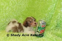 AMBER EYES Choc. Reckford-Ready 3-13-AKC registration available, a male Havanese for sale in Macon, GA – Photo 8 of 10
