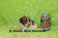 Choc. Reckford-Ready 3-13-AKC registration available, a male Havanese for sale in Macon, GA – Photo 4 of 10