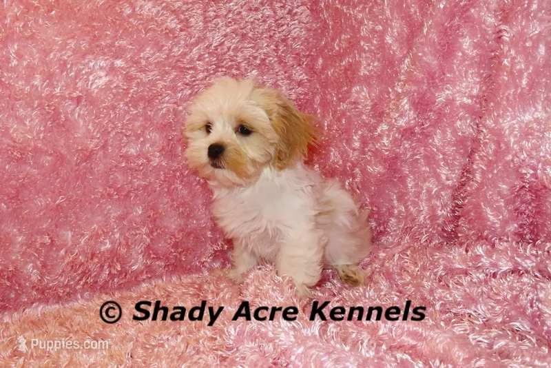 Diamond-mature weight 8-10 lb – Mal Shi puppy for sale in Macon, GA