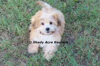 Gironimo--Parent pics too, a male Mal Shi for sale in Macon, GA – 5 of 10