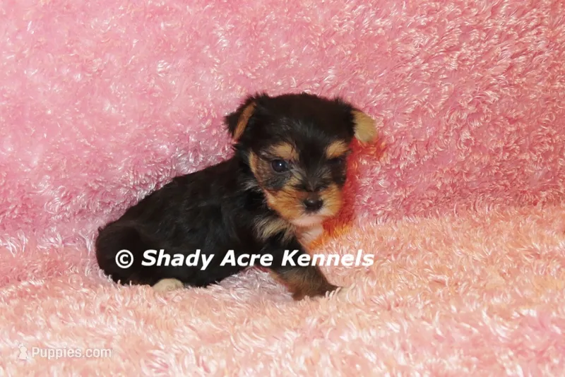 Buffi---AKC registerable – Yorkshire Terrier puppy for sale in Macon, GA